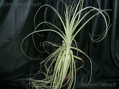 Tillandsia straminea
