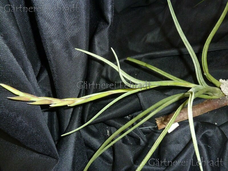 Tillandsia pseudobaileyi (S)