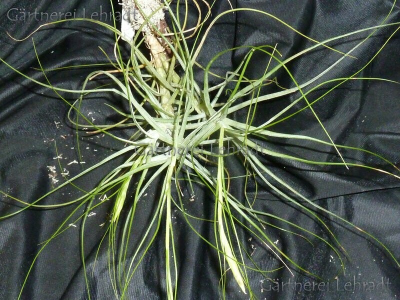 Tillandsia schiedeana (green)