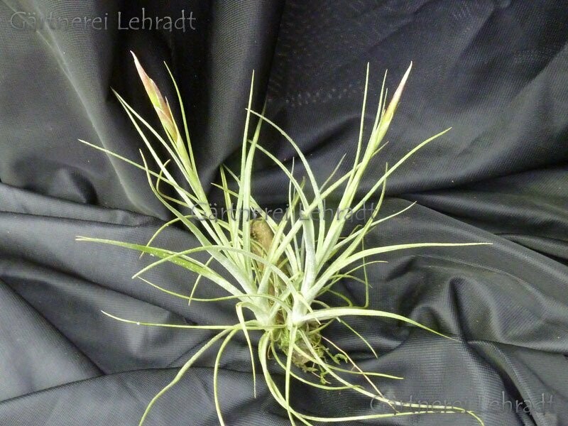 Tillandsia simulata