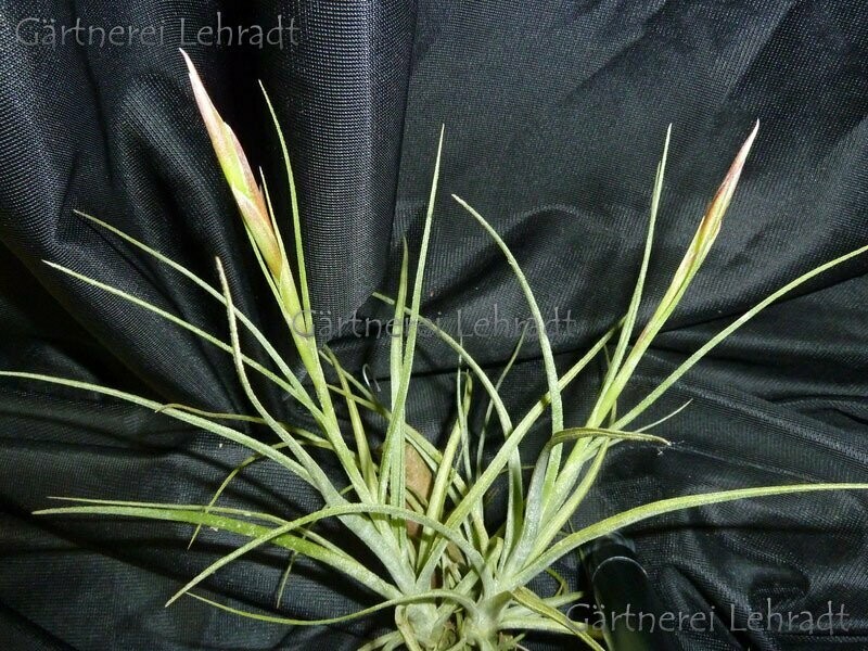 Tillandsia simulata   (L)
