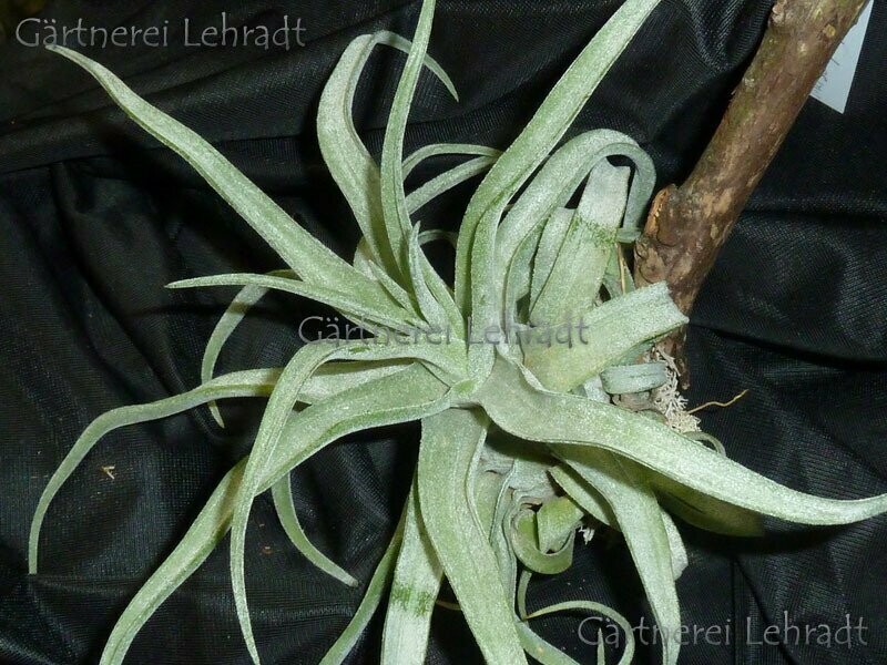 Tillandsia streptophylla Tillandsia streptophylla