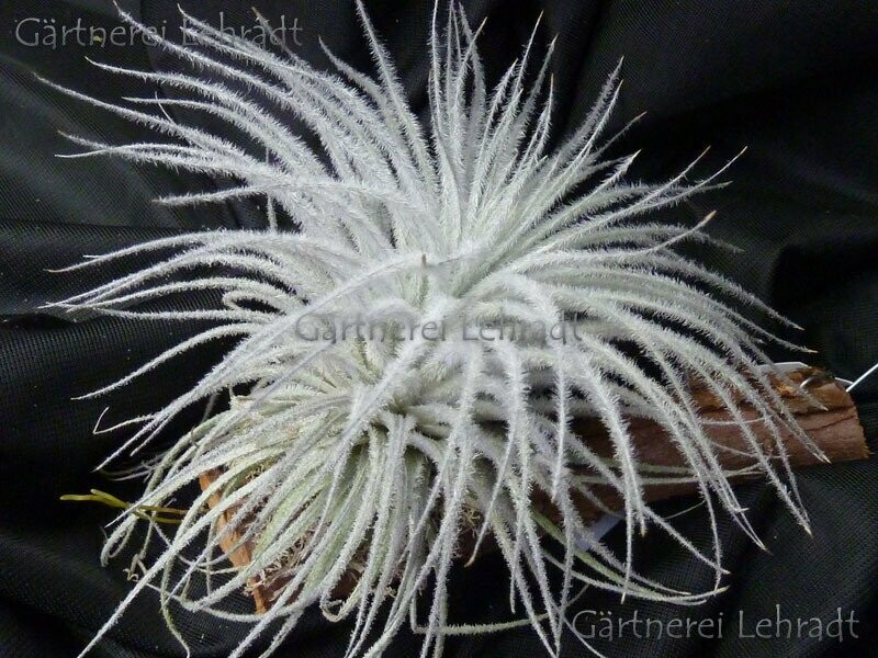 Tillandsia tectorum