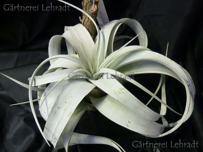 Tillandsia xerographica