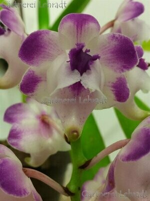 Aerides lawrenceae