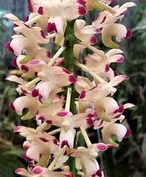 Aerides quinquevulnera 'alba'