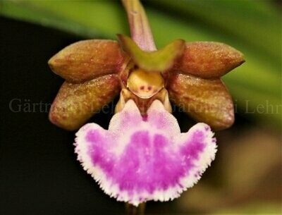 Aerides flabellata