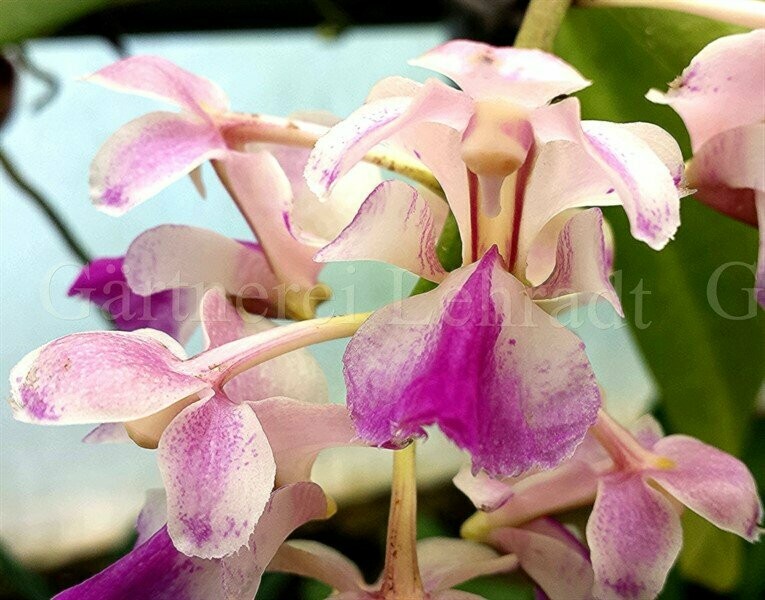 Aerides houlettiana Aerides houlettiana