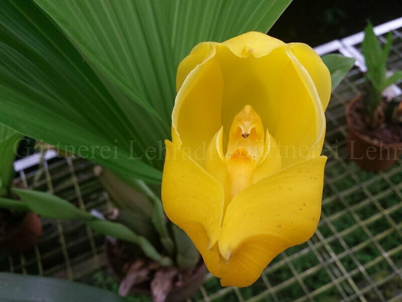 Anguloa clowesii Anguloa clowesii