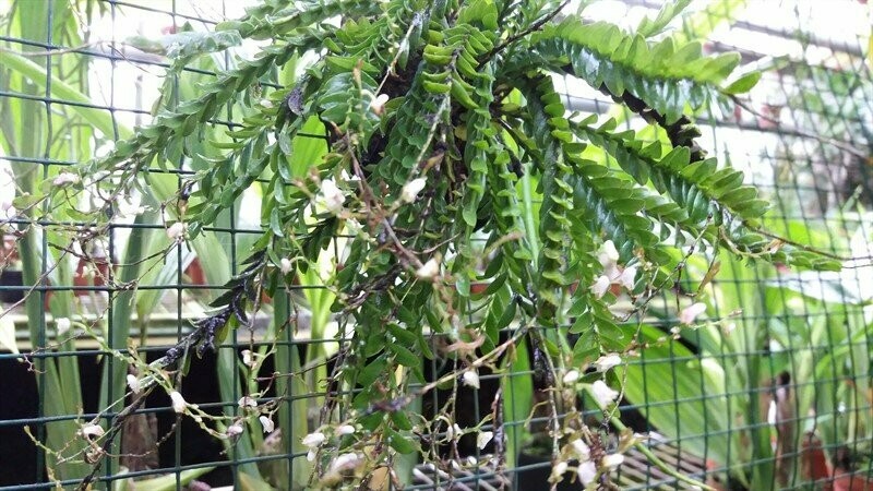 Appendicula purpurascens