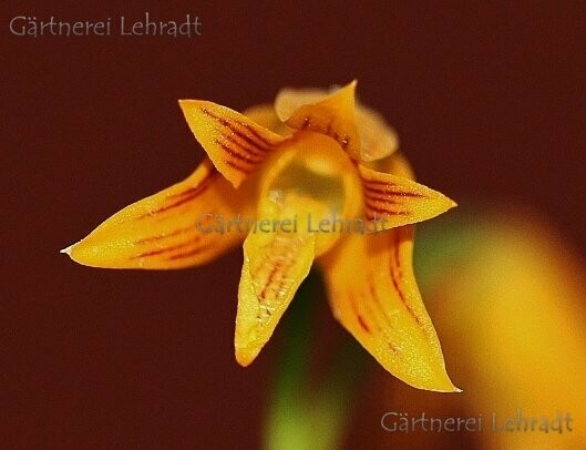 Bifrenaria aureofulva
