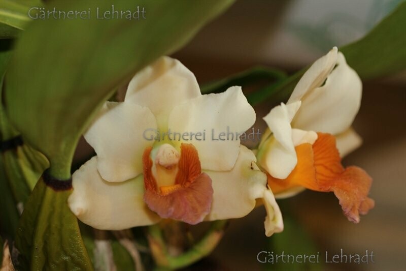 Bifrenaria xantina
