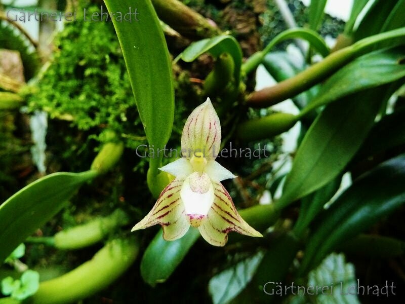 Bulbophyllum ambrosia