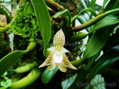 Bulbophyllum ambrosia