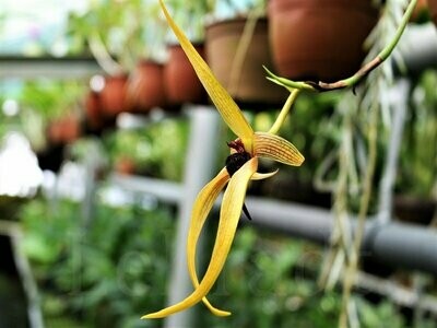 Bulbophyllum 'Wilbur Chang'
