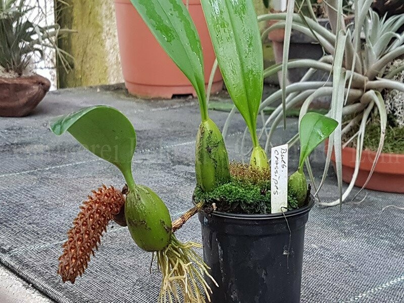 Bulbophyllum crassipes