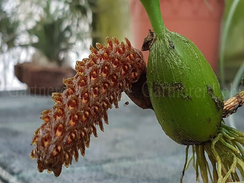 Bulbophyllum crassipes