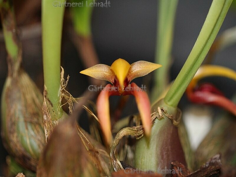 Bulbophyllum facetum