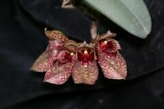 Bulbophyllum frostii