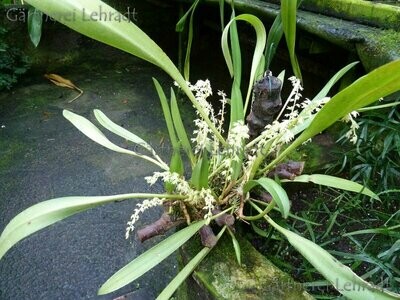 Bulbophyllum gibbosum