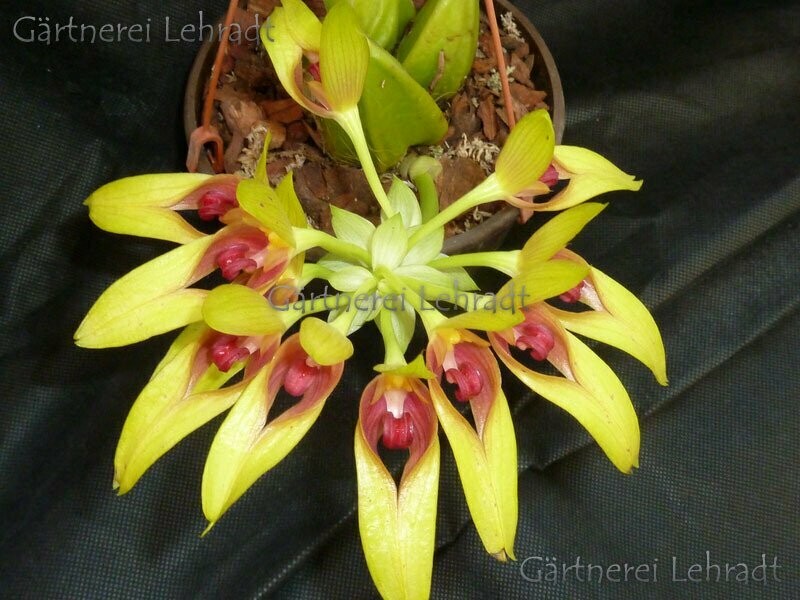 Bulbophyllum graveolens
