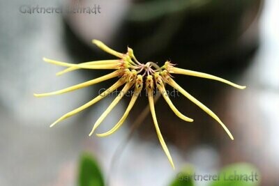 Bulbophyllum makoyanum