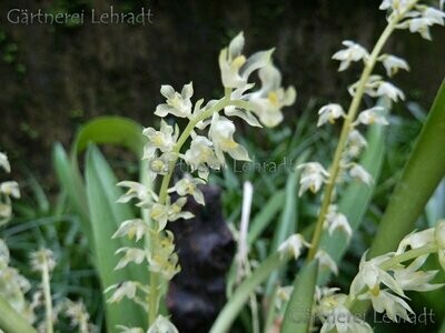 Bulbophyllum gibbosum