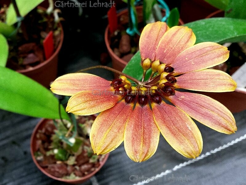 Bulbophyllum mastersianum