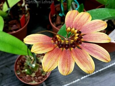 Bulbophyllum mastersianum
