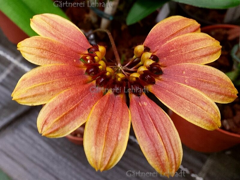 Bulbophyllum mastersianum Bulbophyllum mastersianum