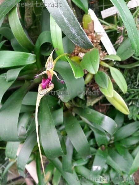 Bulbophyllum putidum