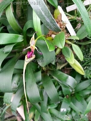 Bulbophyllum putidum