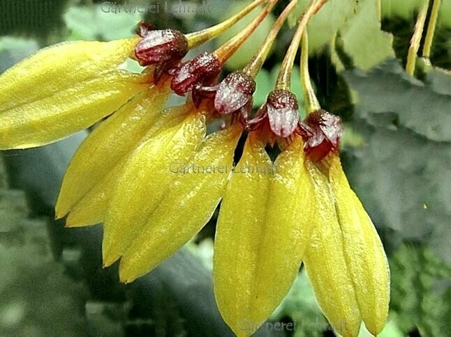 Bulbophyllum retusiusculum