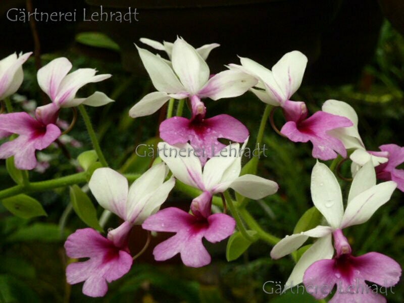 Calanthe vestita Calanthe vestita