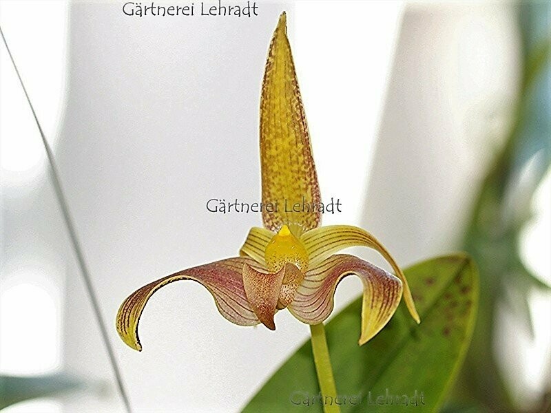 Bulbophyllum lobbi