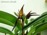 Bulbophyllum nymphopolitanum