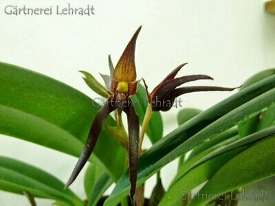 Bulbophyllum nymphopolitanum