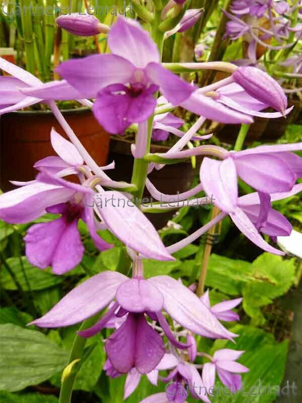 Calanthe ceciliae