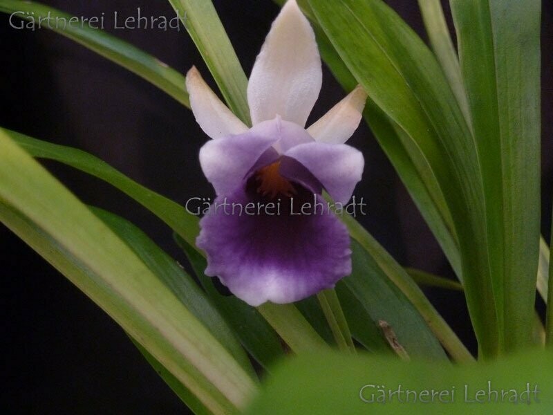 Chondrorhyncha discolor Chondrorhyncha discolor