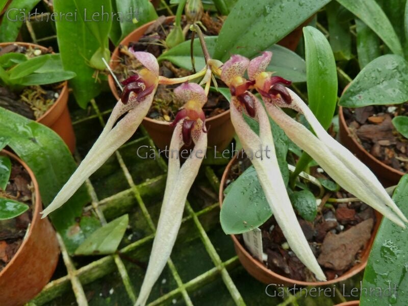 Bulbophyllum trisetum