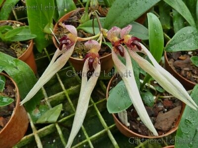 Bulbophyllum trisetum
