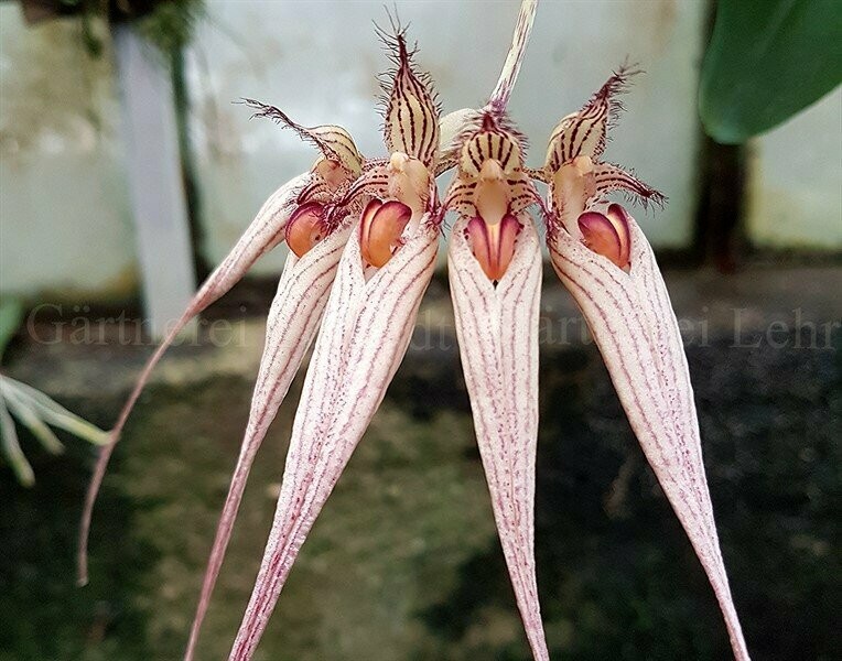 Cirrhopetalum longiissimum