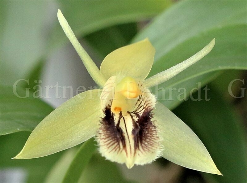 Coelogyne fimbriata