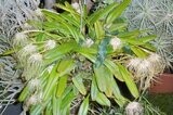 Cirrhopetalum medusae (Bulbophyllum)