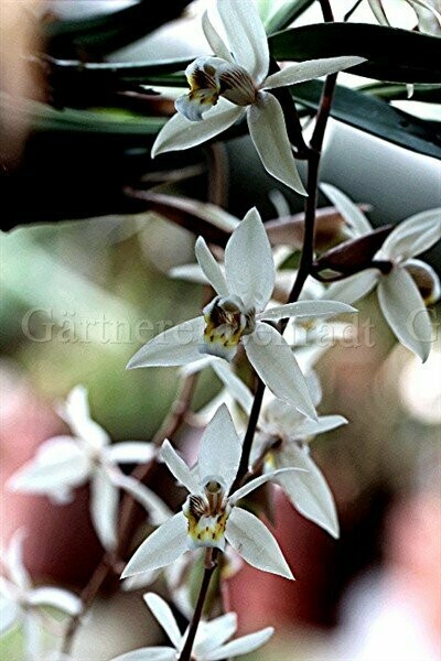 Coelogyne flaccida