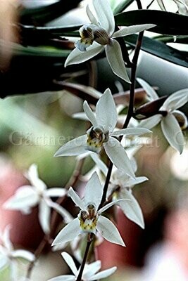 Coelogyne flaccida