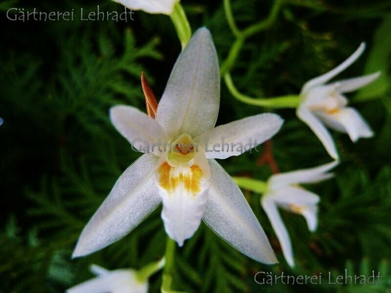 Coelogyne flexuosa