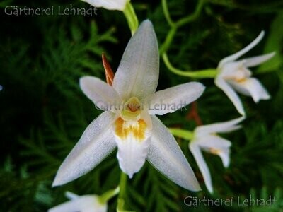 Coelogyne flexuosa