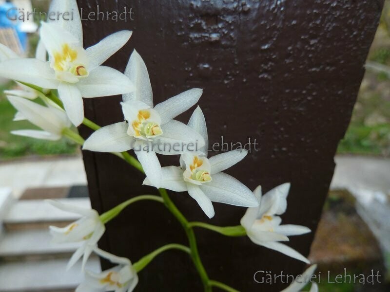 Coelogyne flexuosa Coelogyne flexuosa