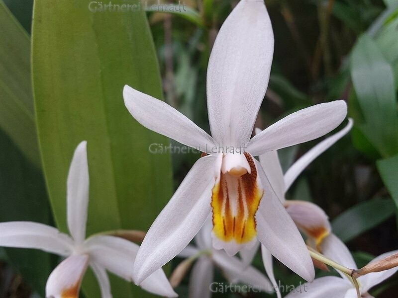 Coelogyne huettneriana Coelogyne huettneriana